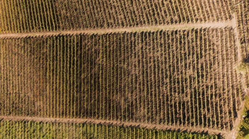 From Soil to Summit: How to Read Cannabis Terroir Like a Seasoned Connoisseur