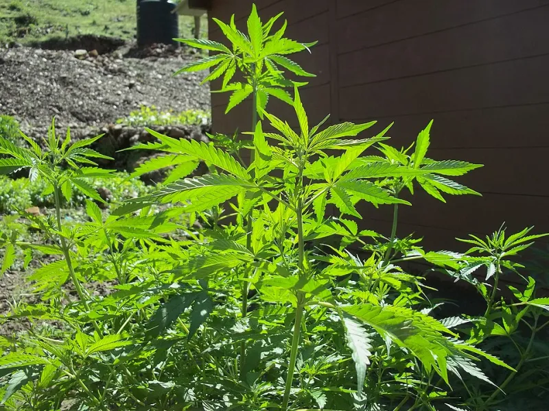 Frost on the Leaves: A Mountain Grower's Survival Guide to High-Elevation Cannabis Cultivation